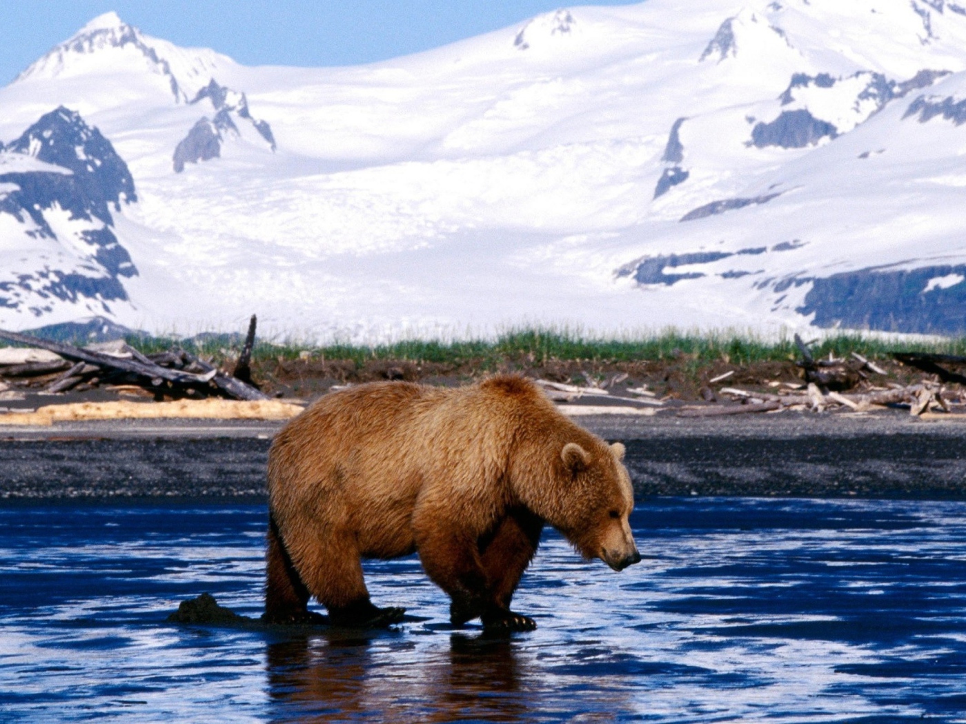 Медведь на льду