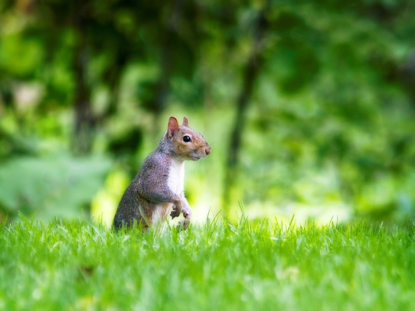 Белка в лесу