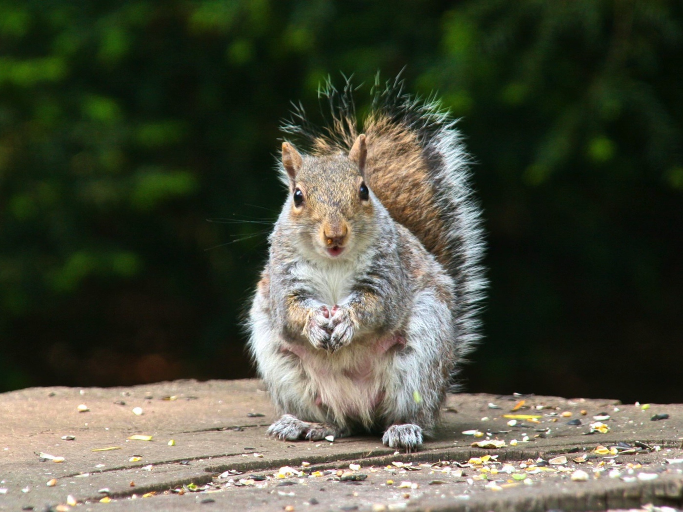 Белка на пне