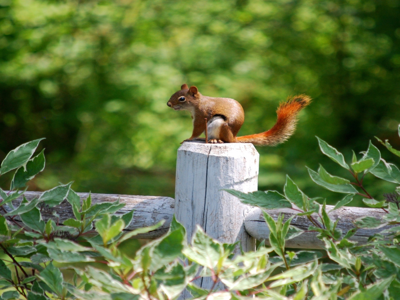 Белка на белом заборе