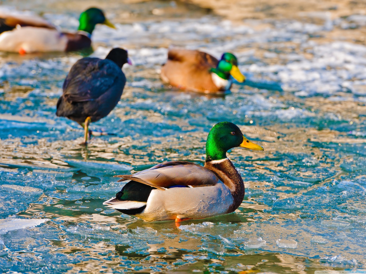 Утки в ледяной воде
