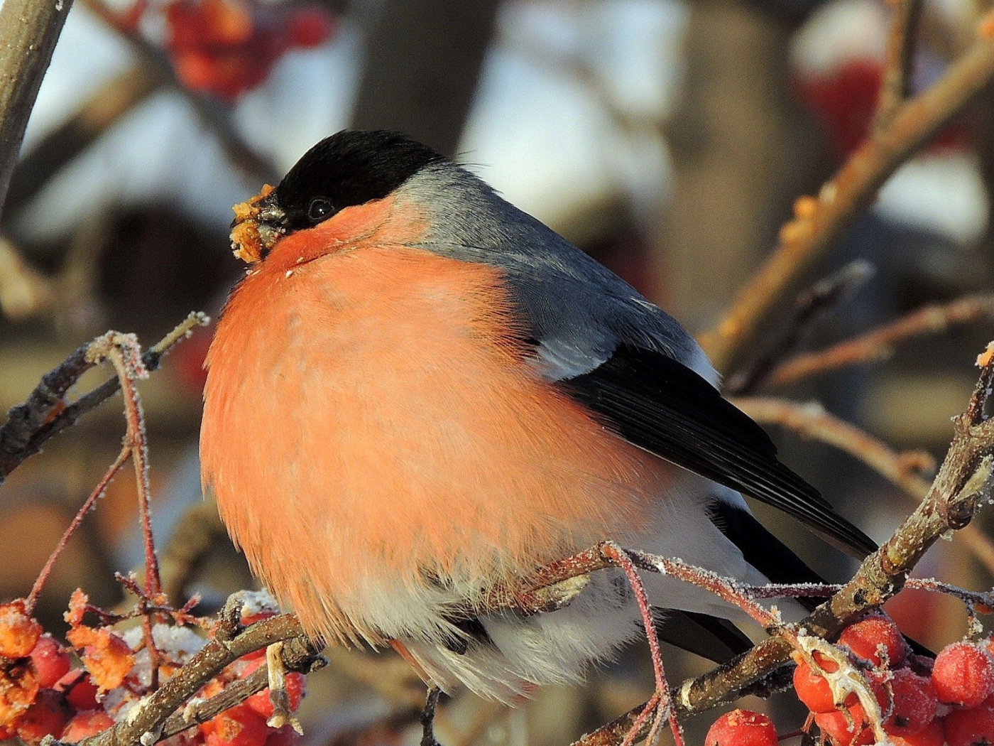Снегирь ест мерзлую ягоду
