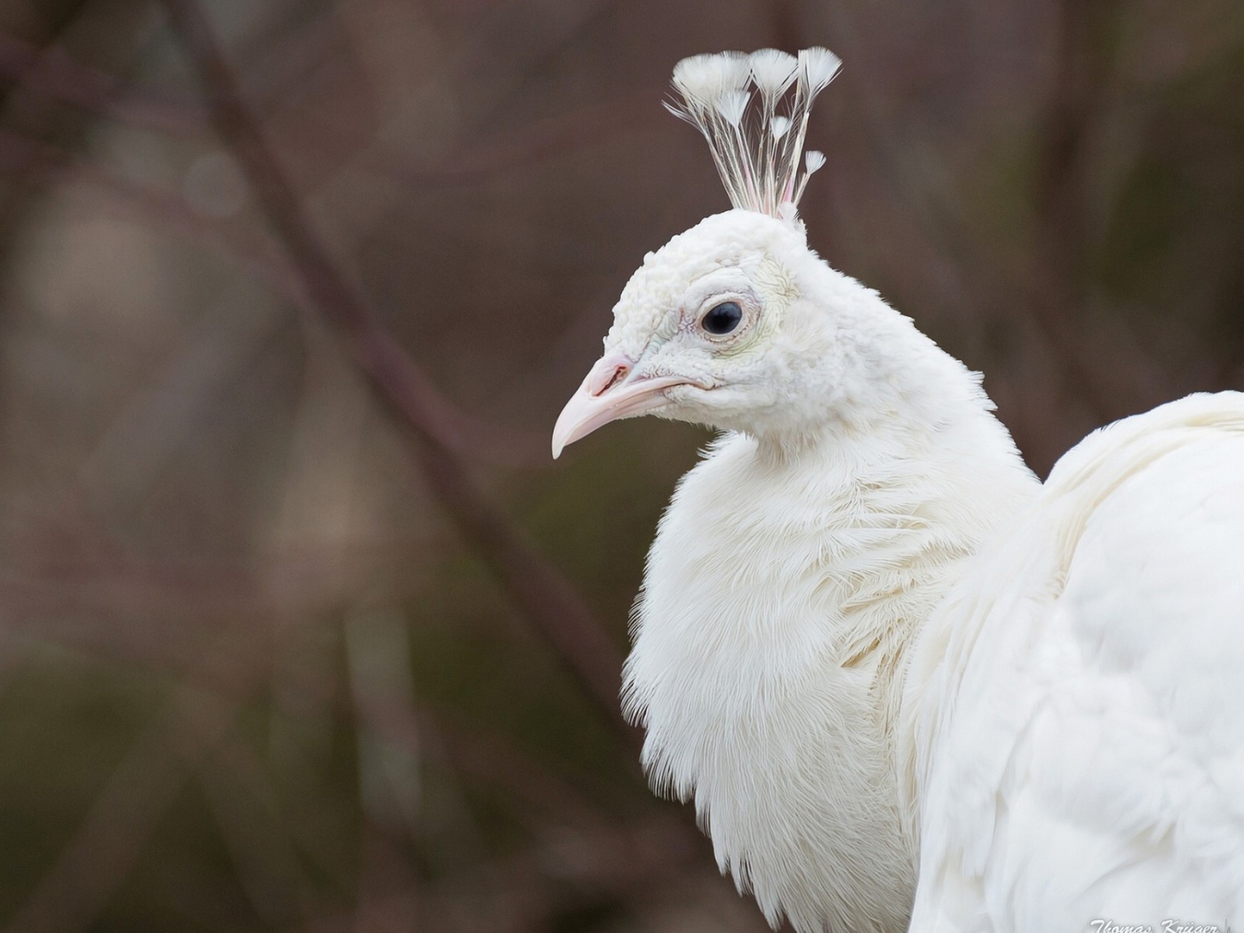 Голова белого павлина
