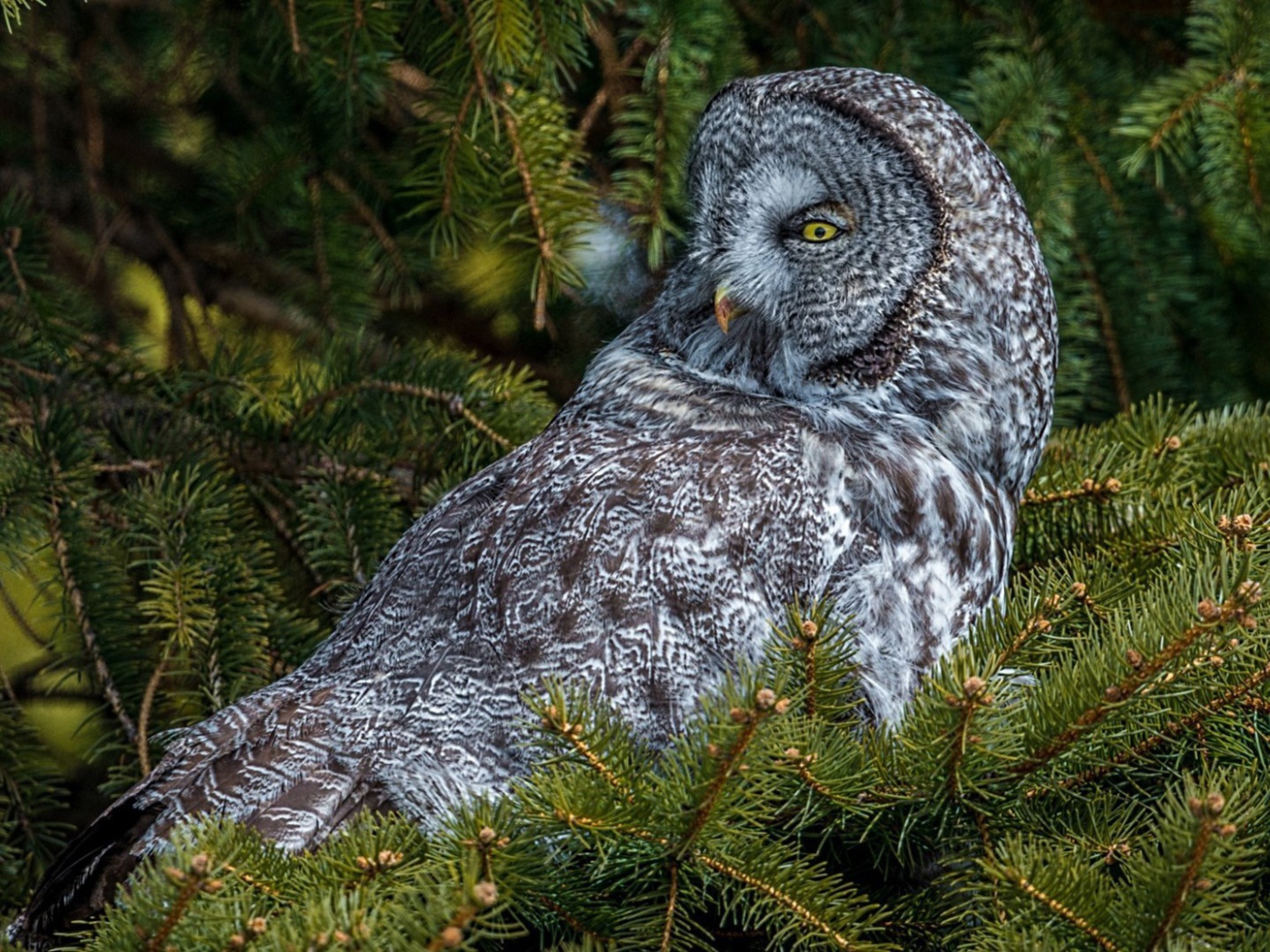 Сова сидит на дереве