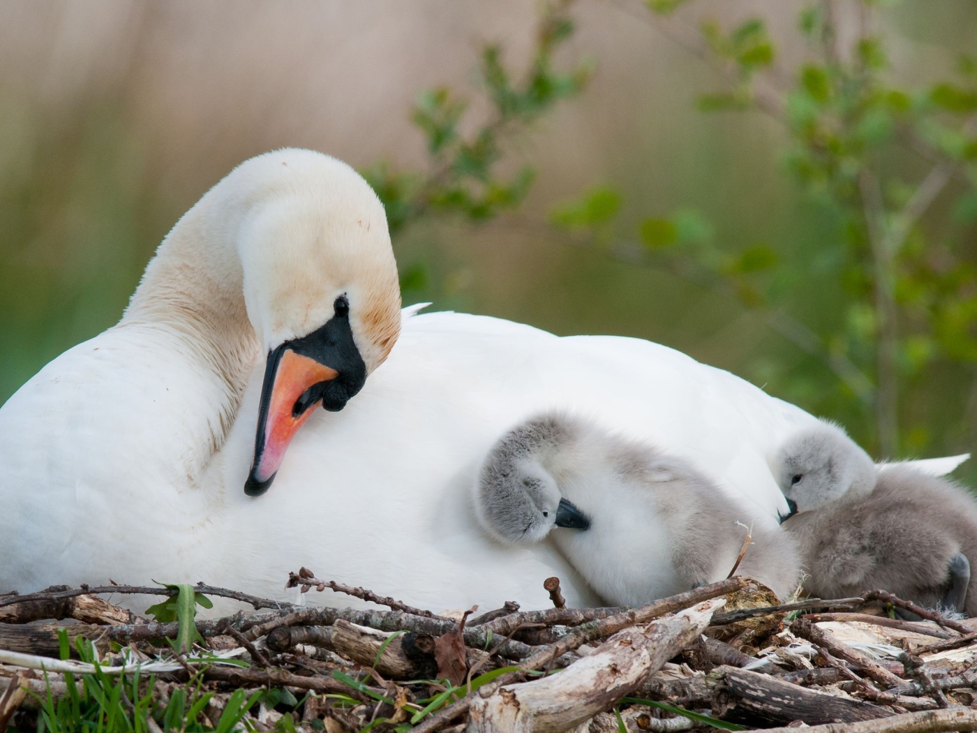 Лебедь с птенцами