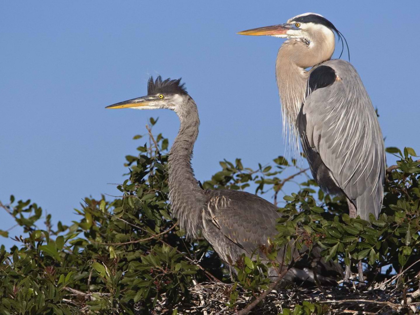 Венецианская цапля на гнезде