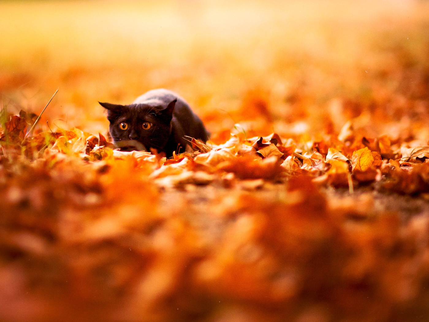 A small black cat hunting in autumn