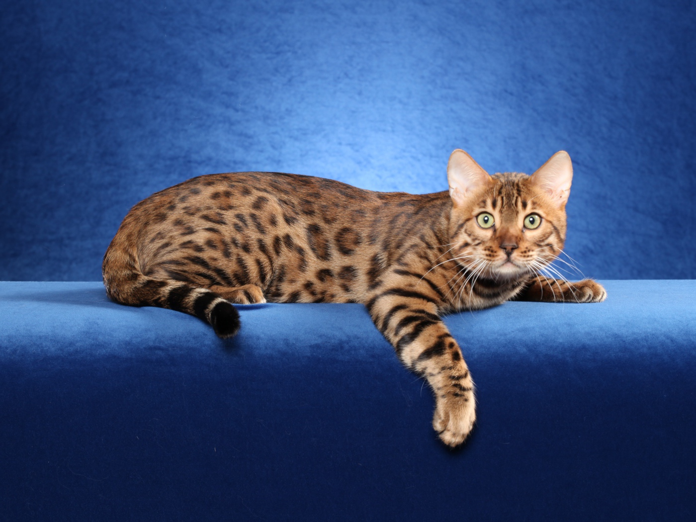 Красивый бенгальский кот на синем фоне