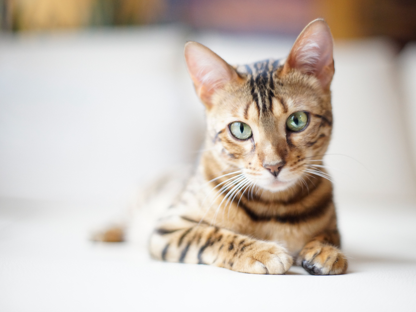 Красивый бенгальский кот на светлом фоне