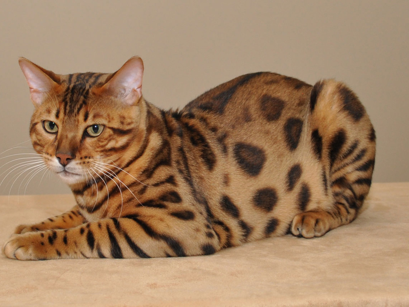 Красивый бенгальский кот позирует