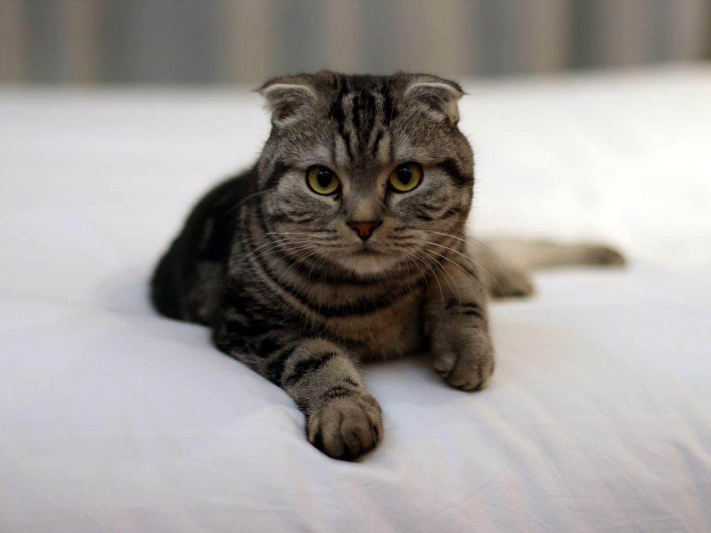 Красивый шотландский вислоухий кот с зелёными глазами в на кровати