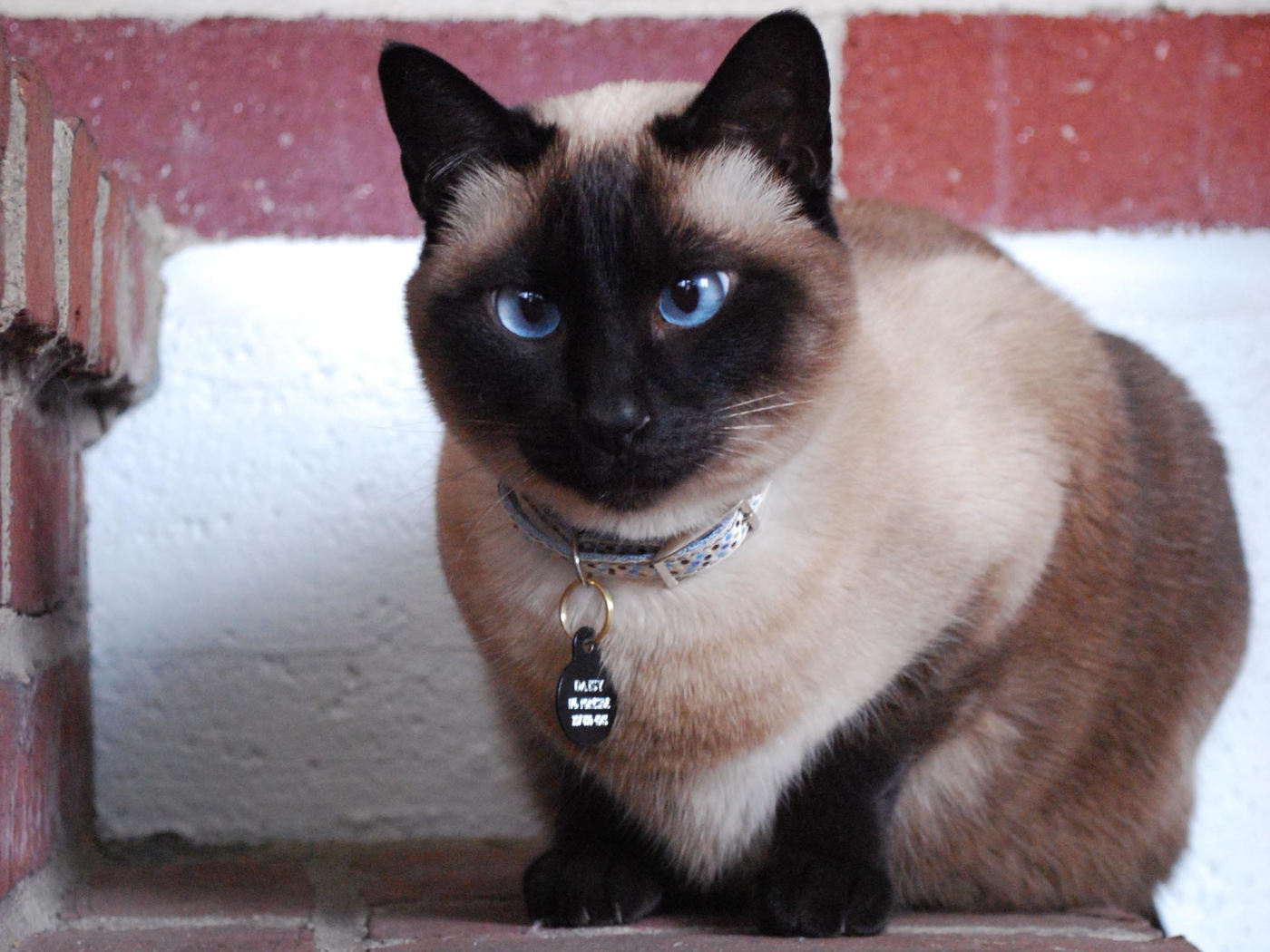 Голубоглазый красивый сиамский кот