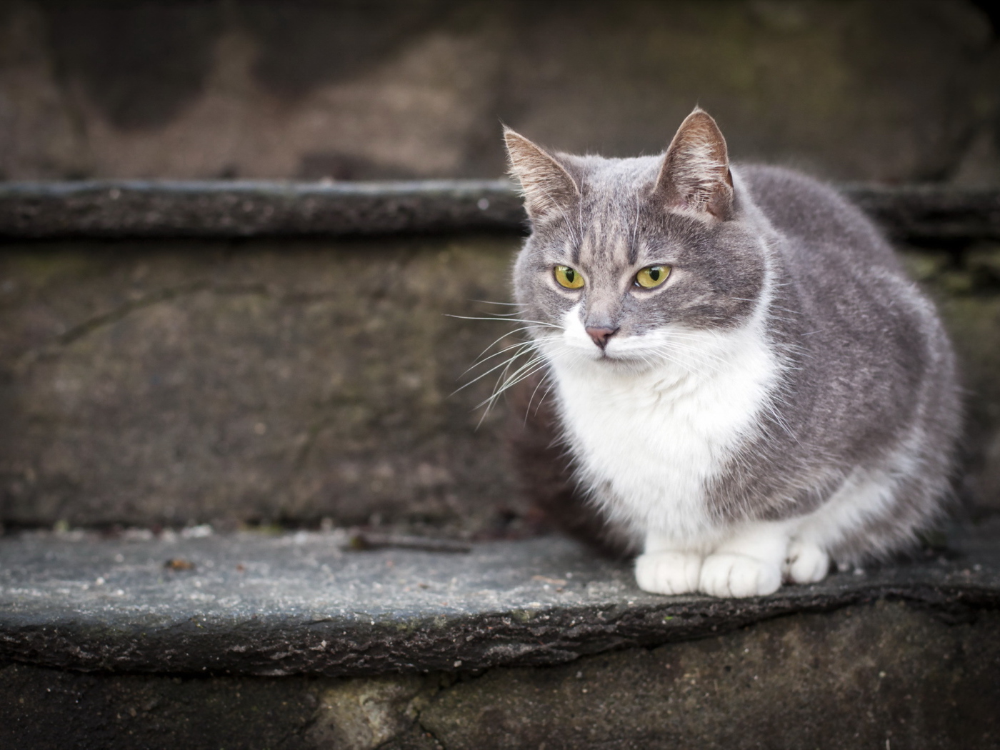 Красивый кот на ступеньках