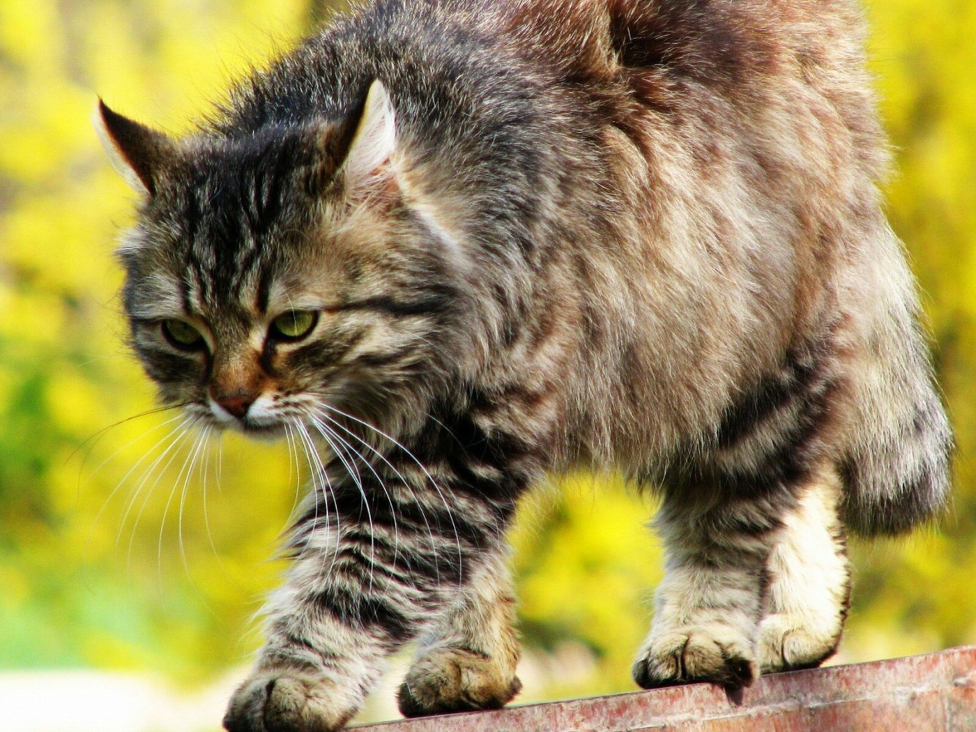 Красивый серьёзный сибирский кот