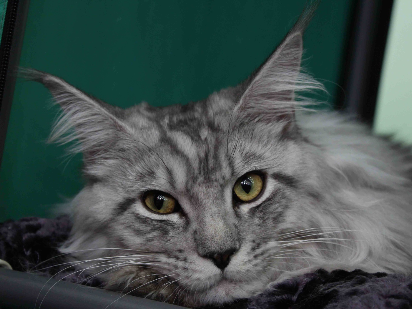 Серебристый красивый кот мейн-кун