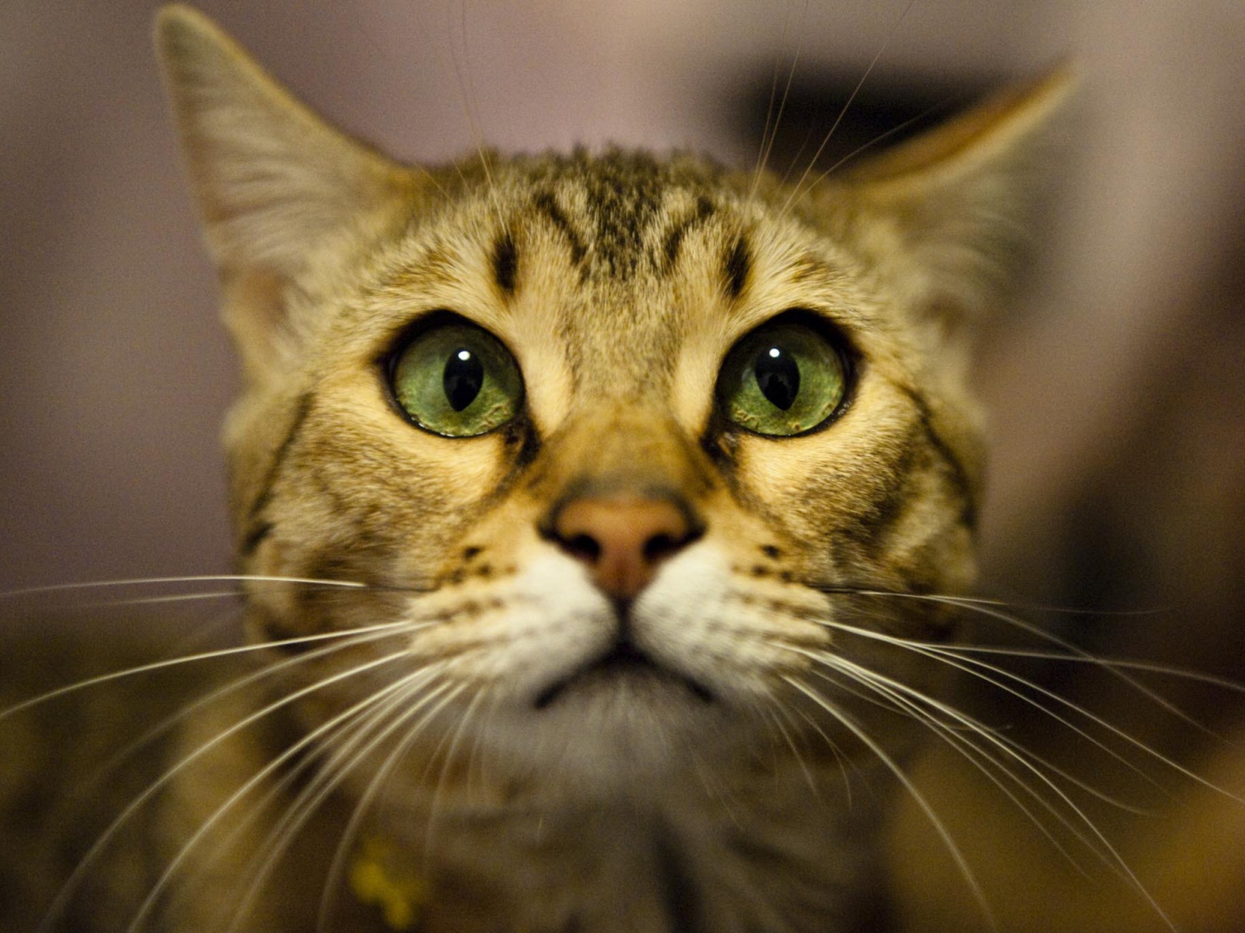 Бенгальский кот крупным планом