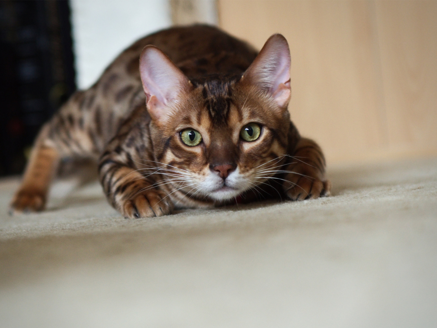 Бенгальский кот охотится