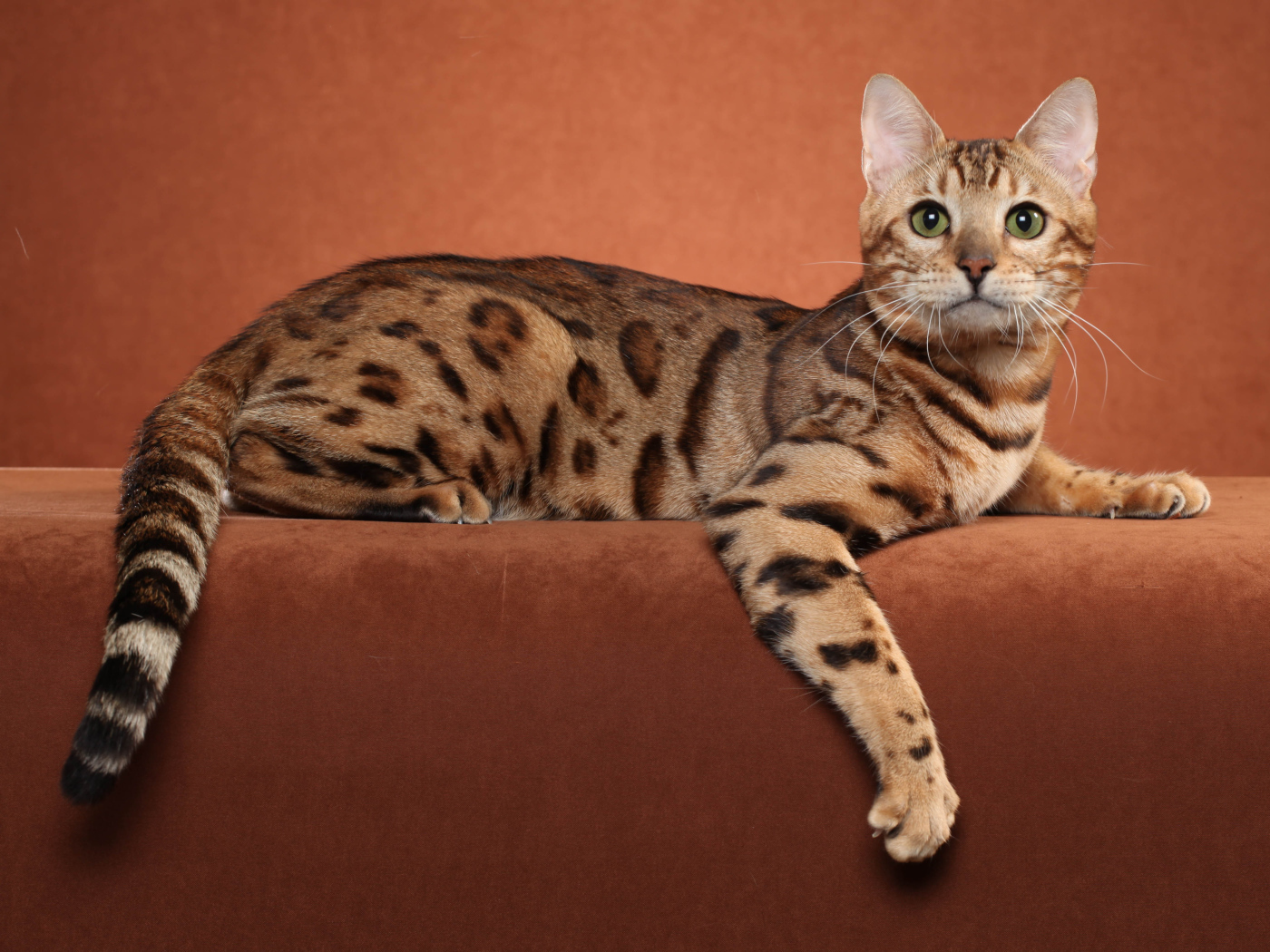 Бенгальский кот позирует на коричневом фоне