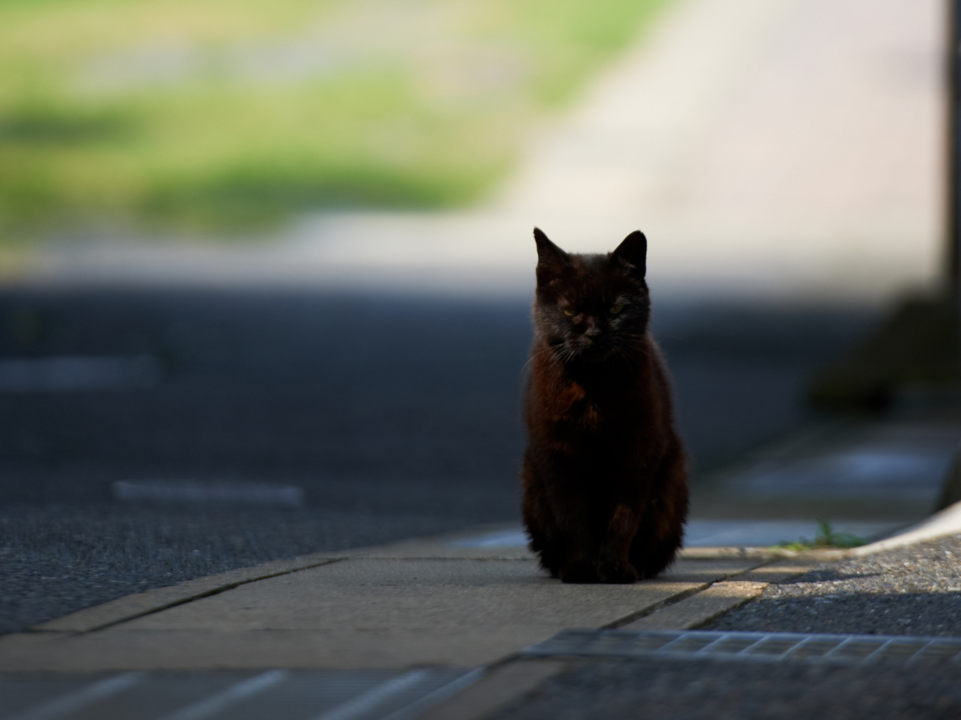 Чёрный кот гипнотизирует фотографа
