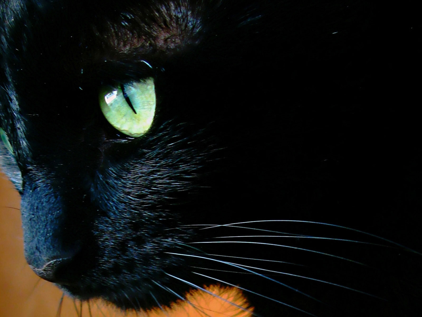 Чёрный кот с зелёными глазами крупным планом