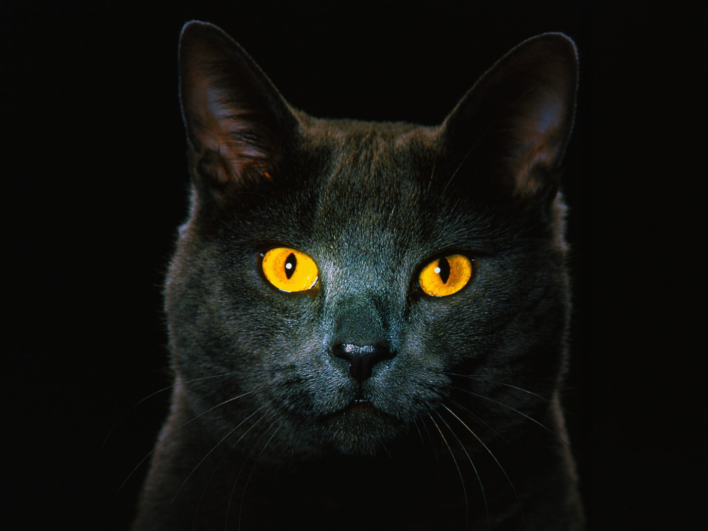 Чёрный кот с рыжими глазами