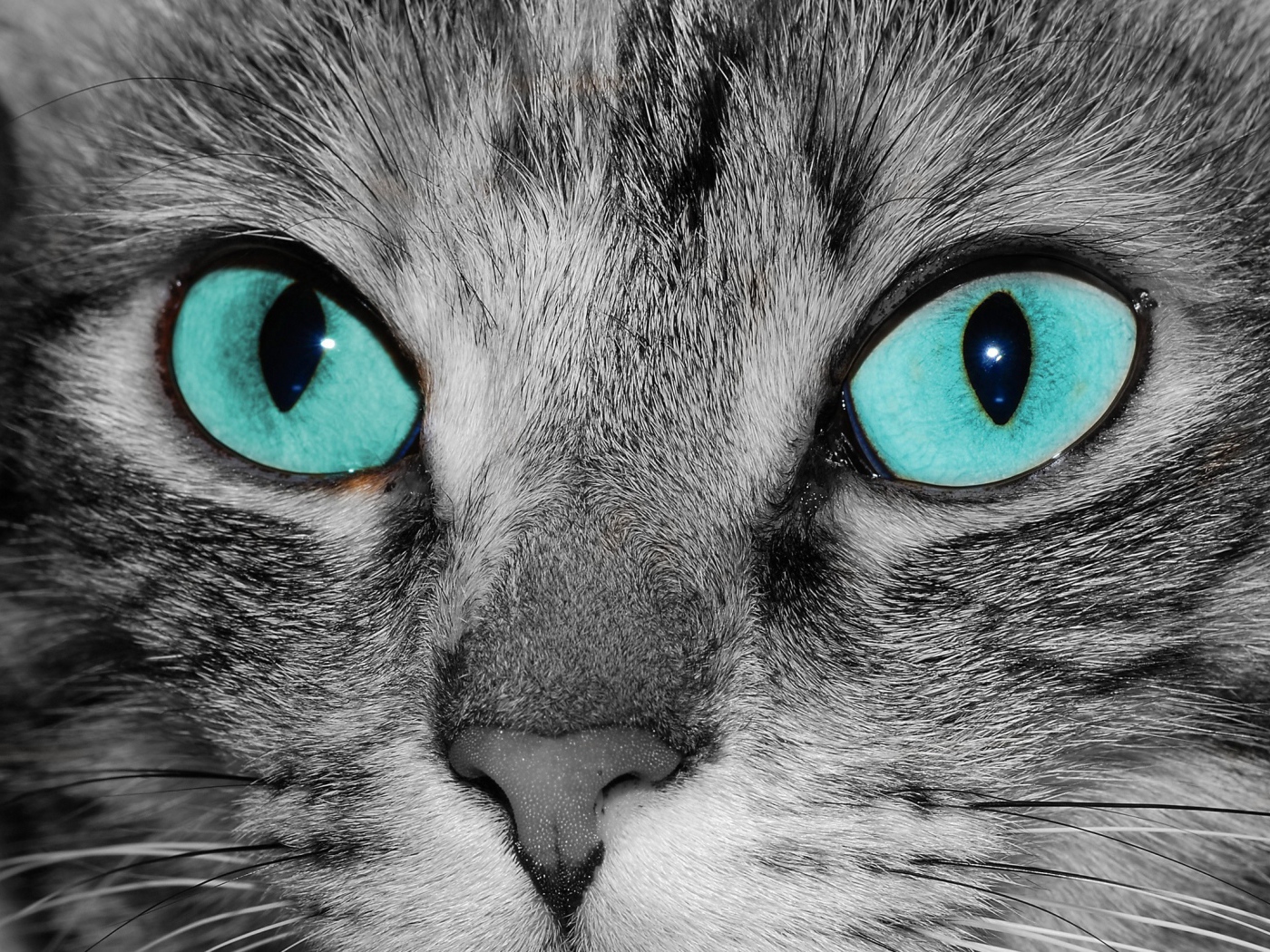 Голубоглазый кот