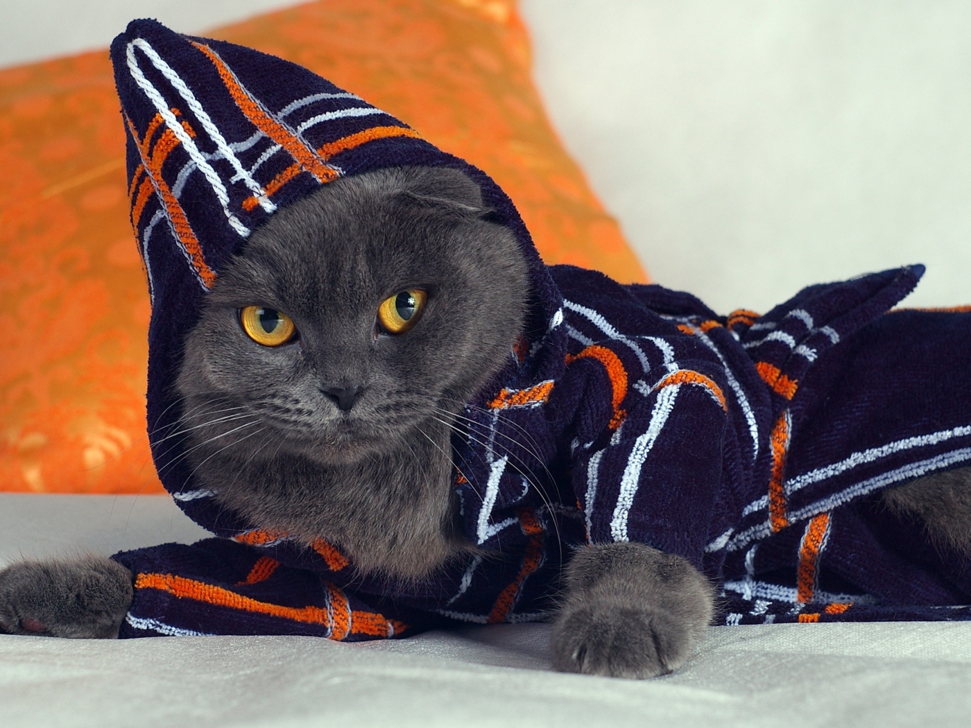 Британский кот в наряде