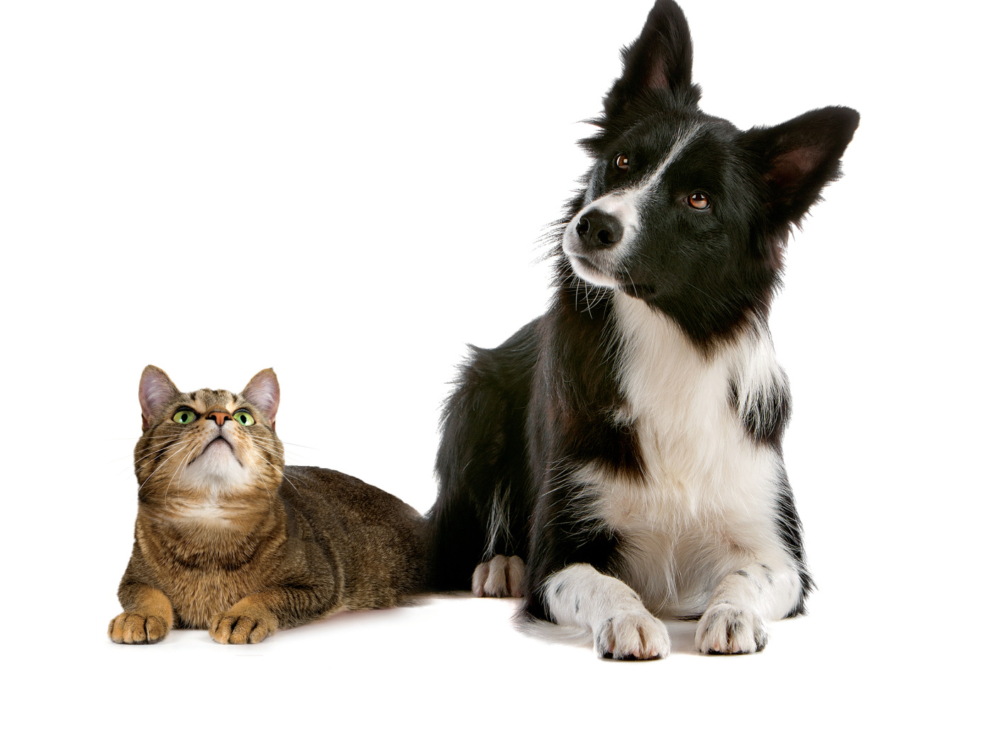 Кот и пёс на кого-то смотрят