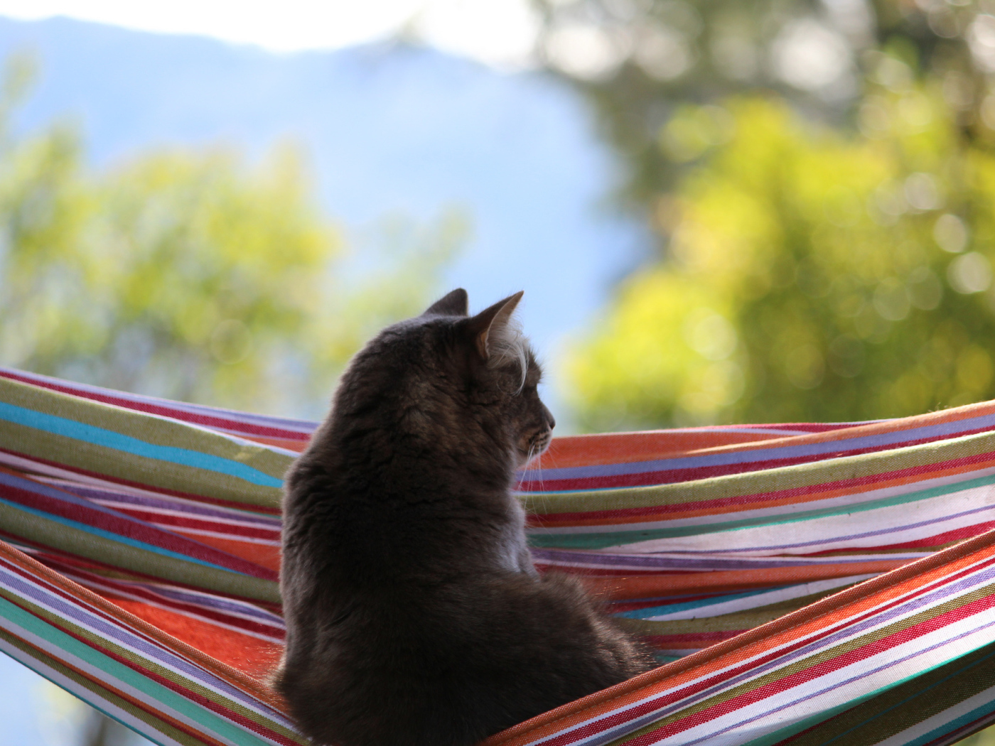 Кот мечтает в гамаке