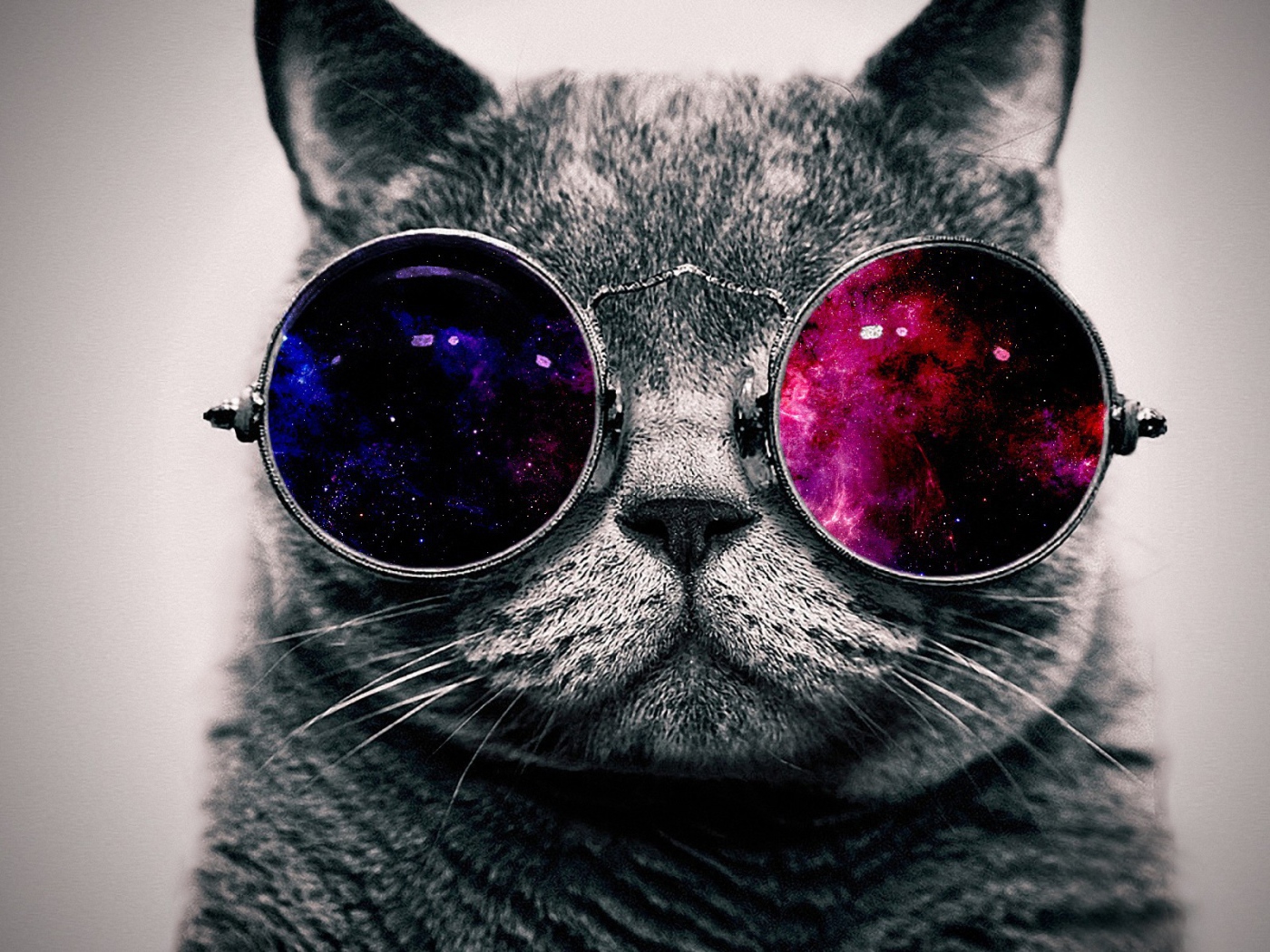 Кот в цветных очках