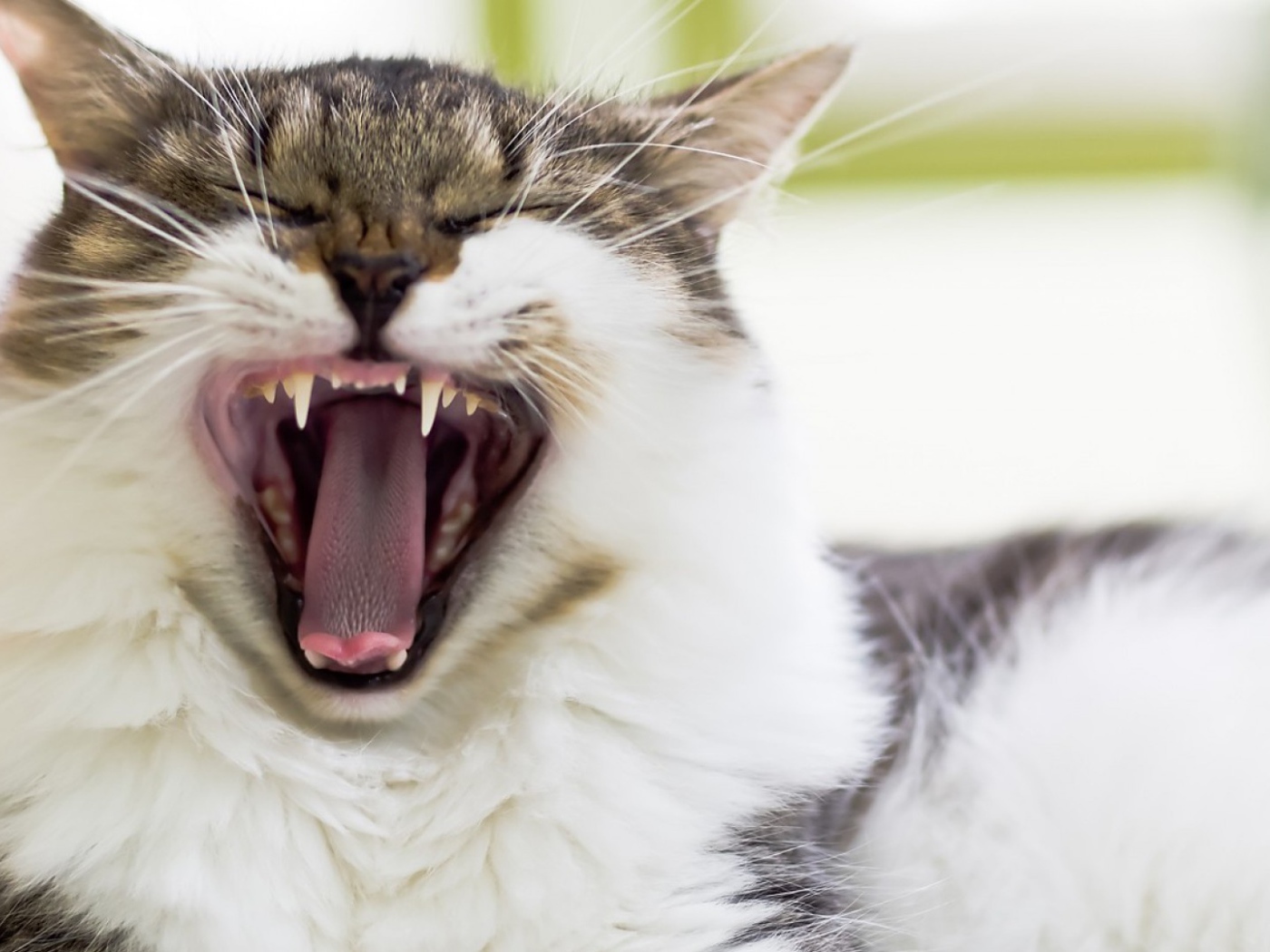 Кошка без зубов. Кот зевает. Зубастый кот.