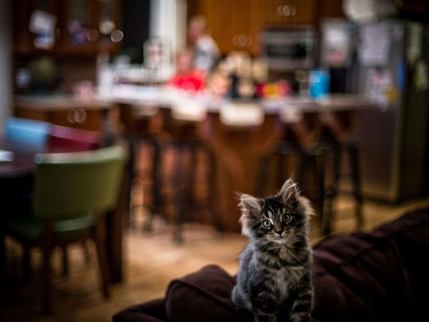 Симпатичный малыш мейн-кун