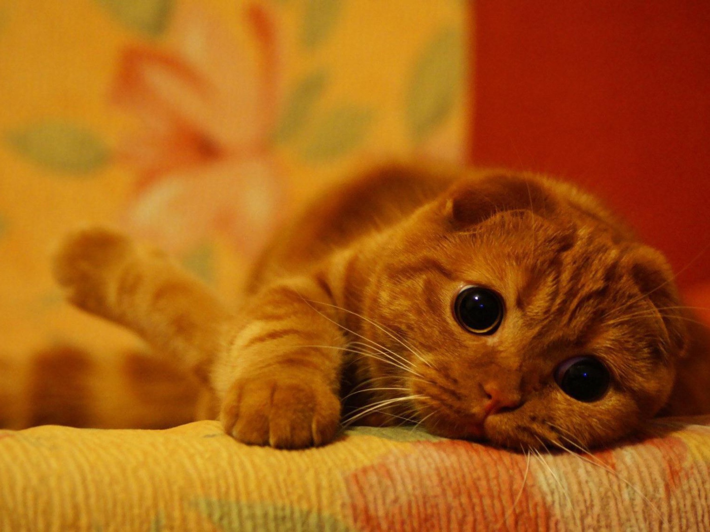 Милый рыжий шотландский вислоухий кот