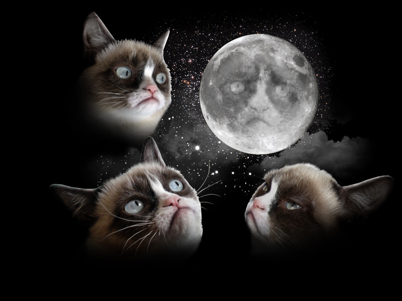 Недовольный кот и луна