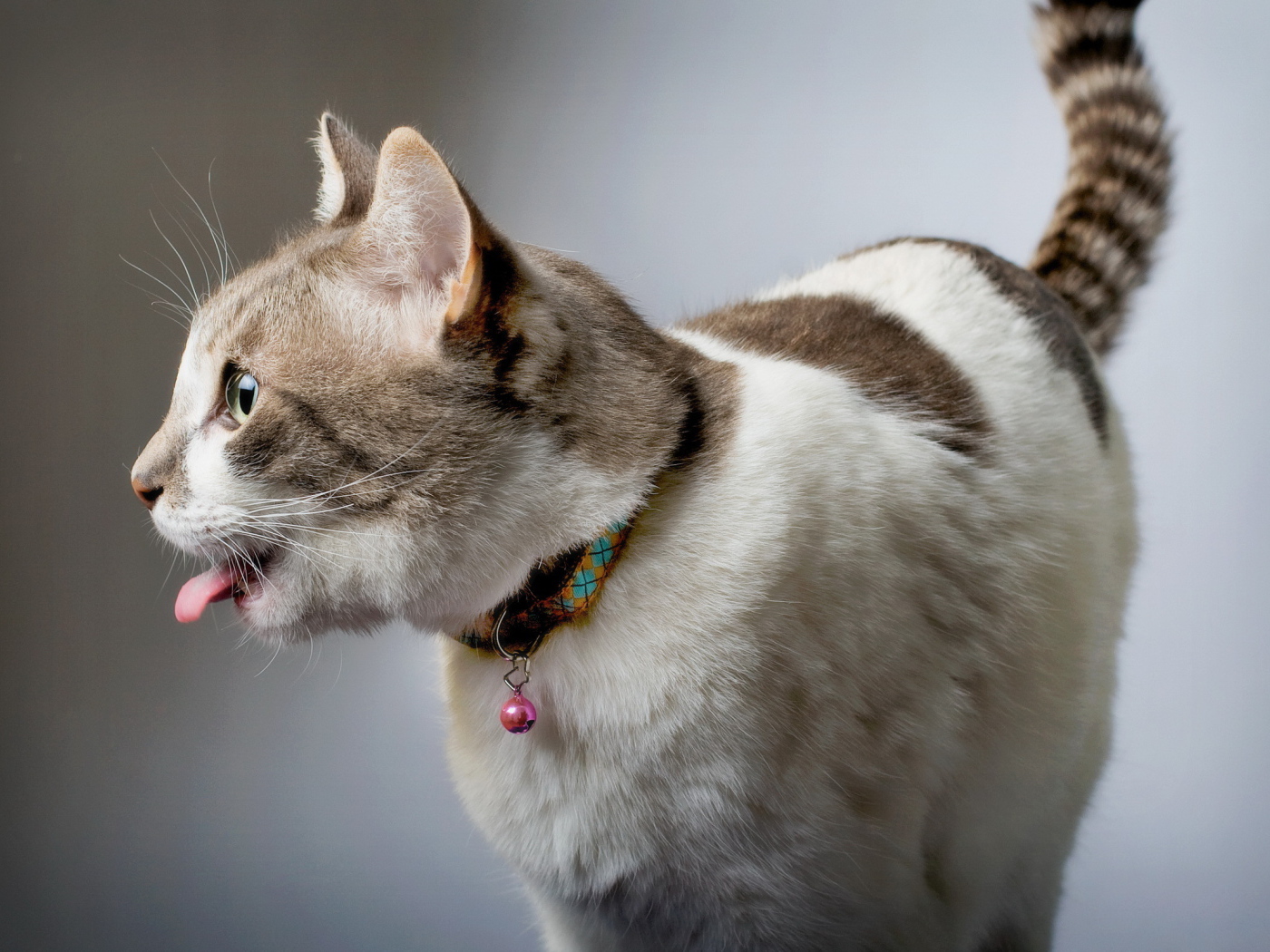 Смешной красивый кот с языком