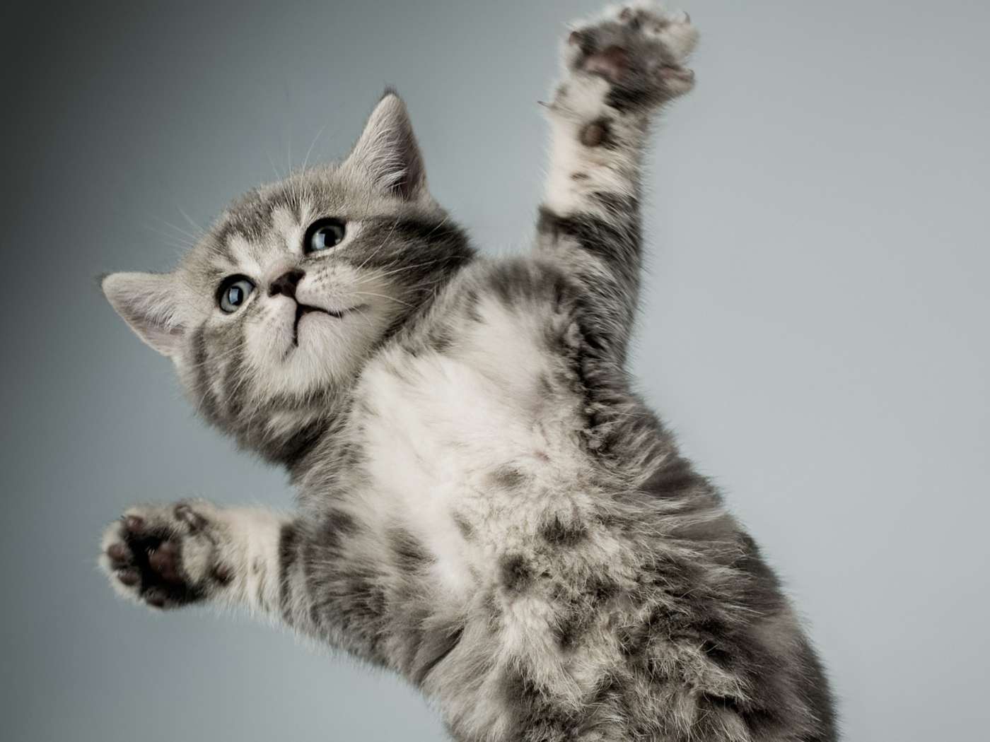 Серый кот в полёте