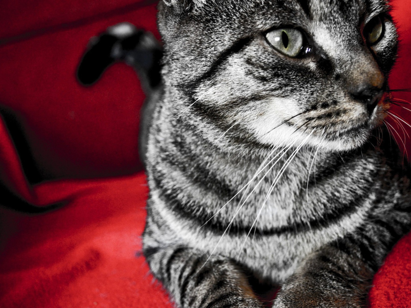 Серый кот на красном стуле