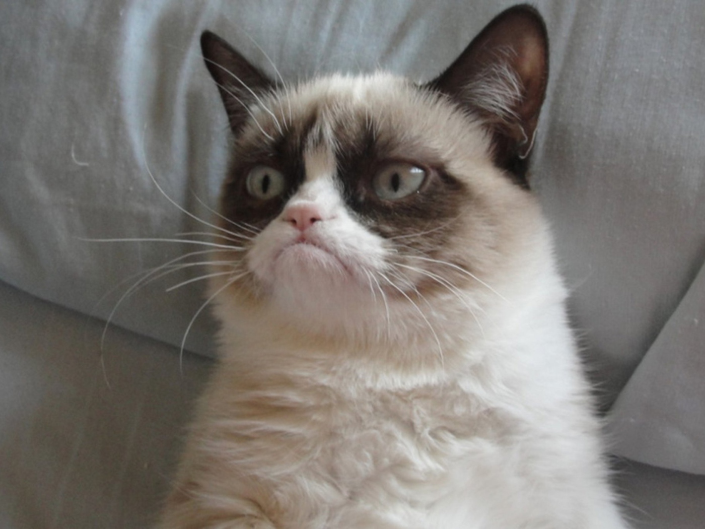 Grumpy cat