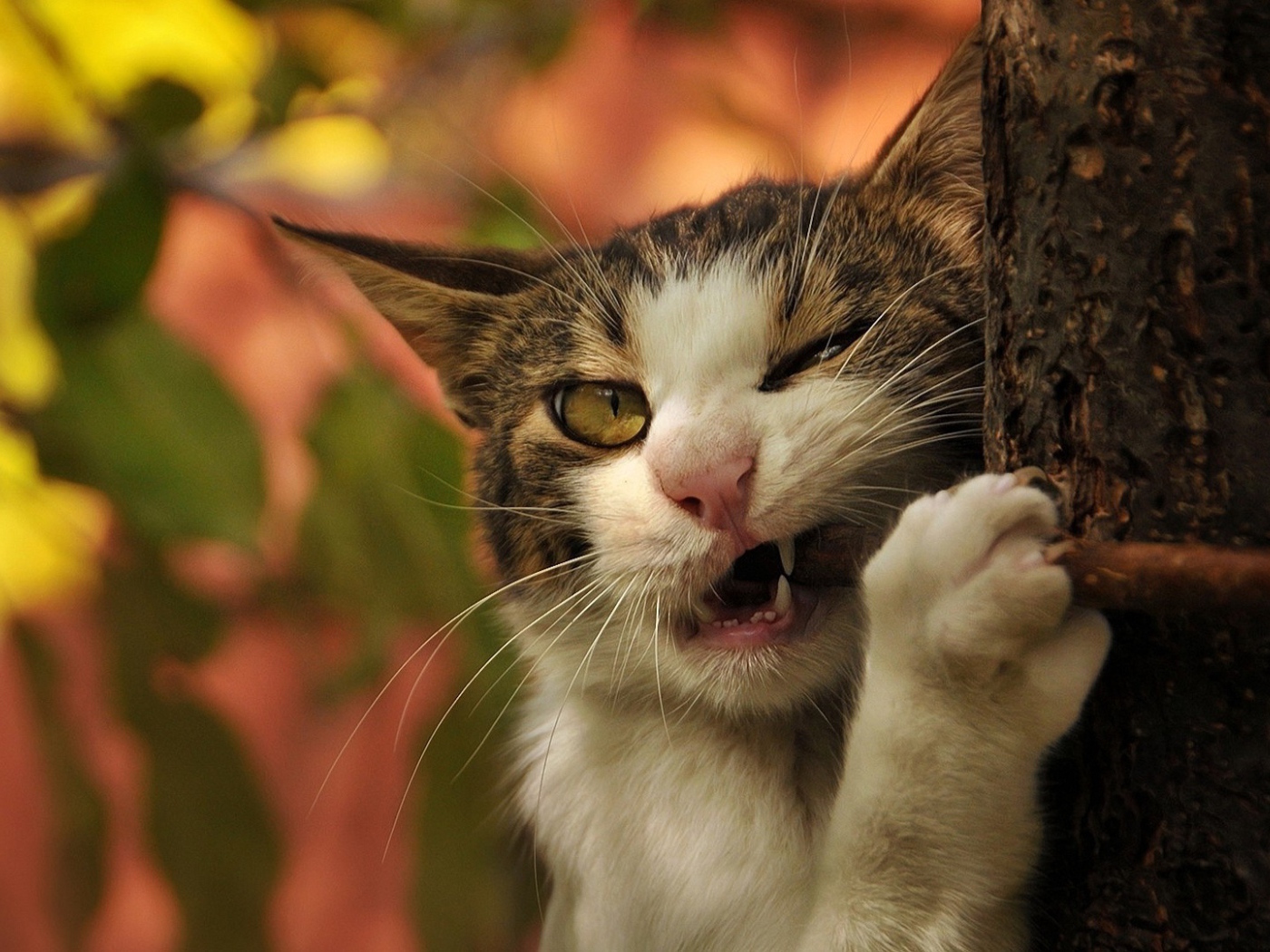 Голодный зеленоглазый кот