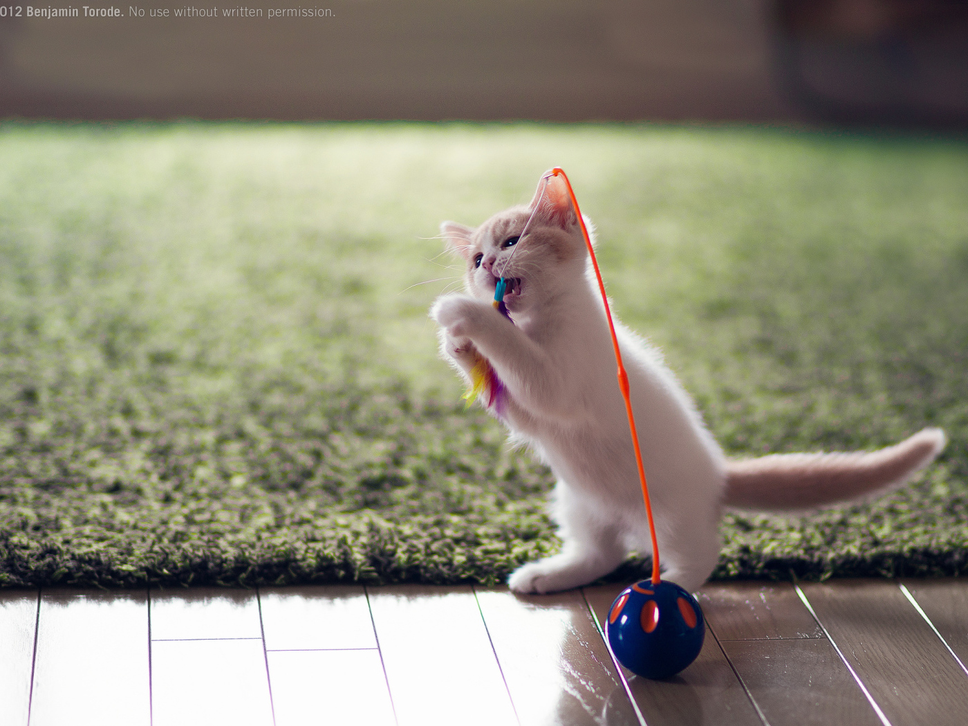 Котенок играет