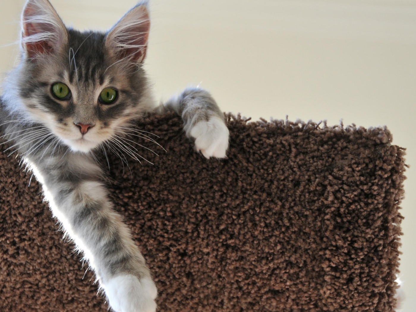 Котенок свесил лапу