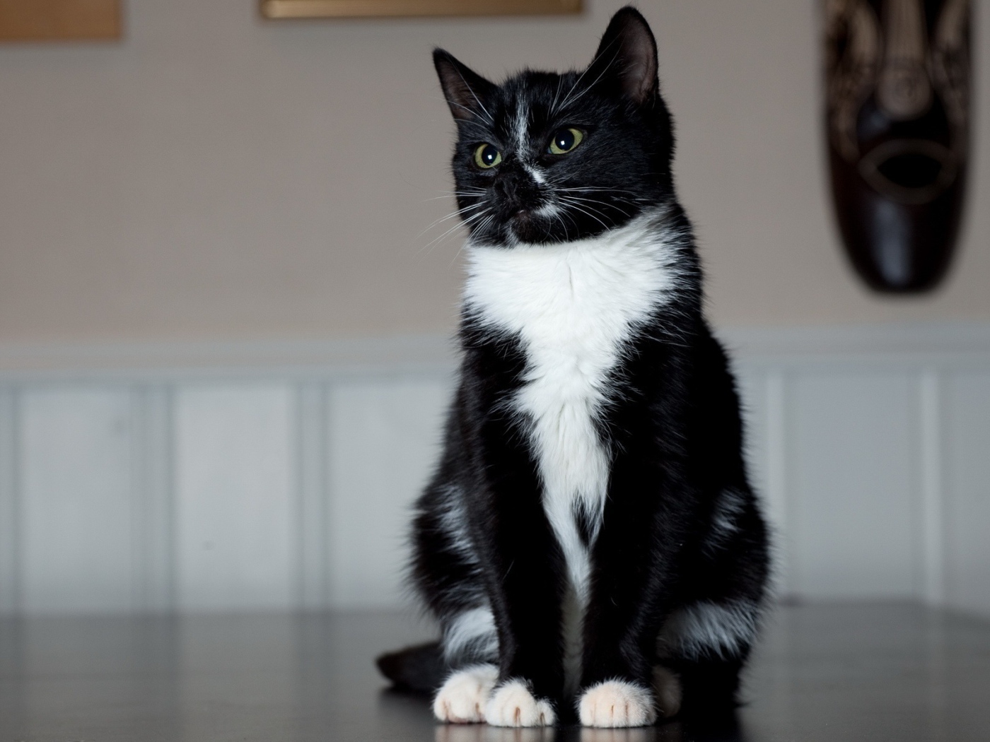 Маленький смешной кот на столе