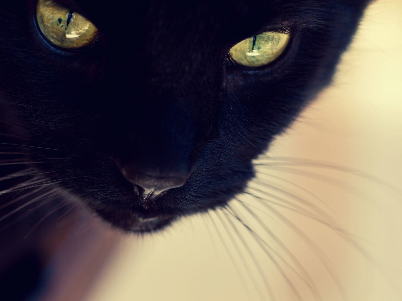 Усатый чёрный кот крупным планом