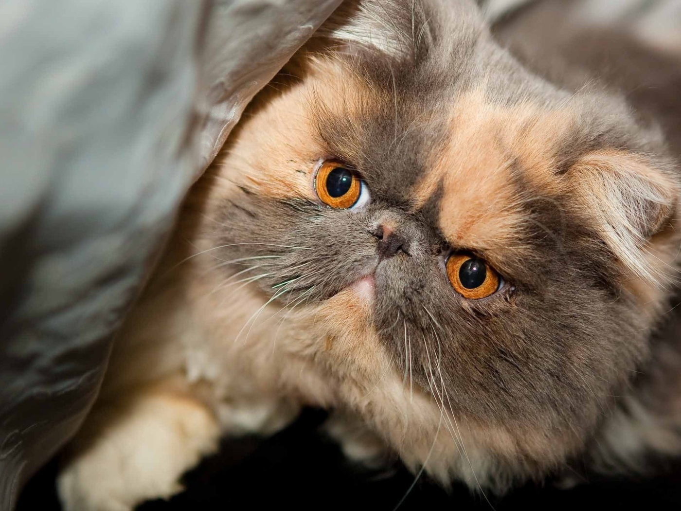 Персидский кот