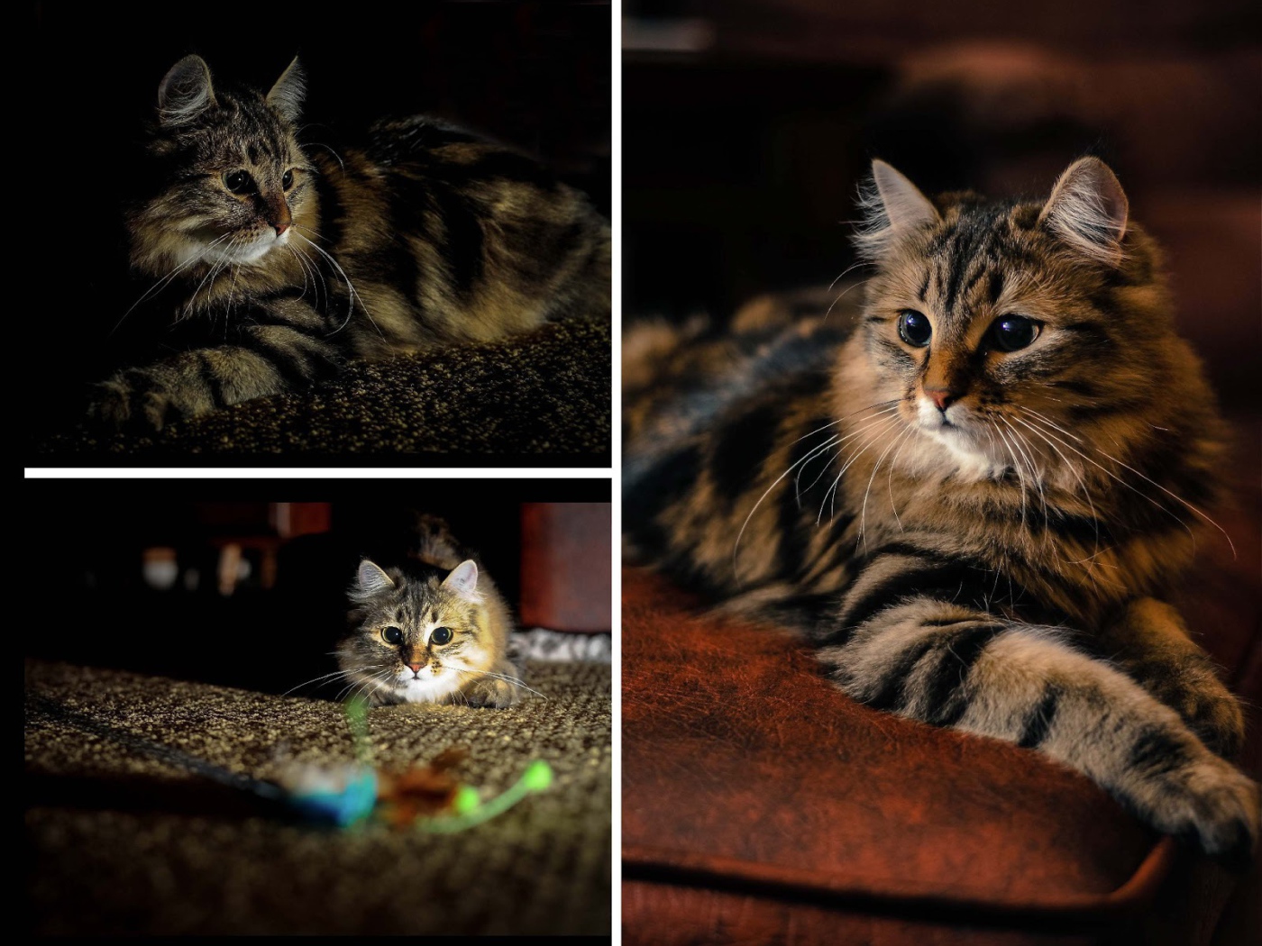 Фотоколлаж сибирского кота