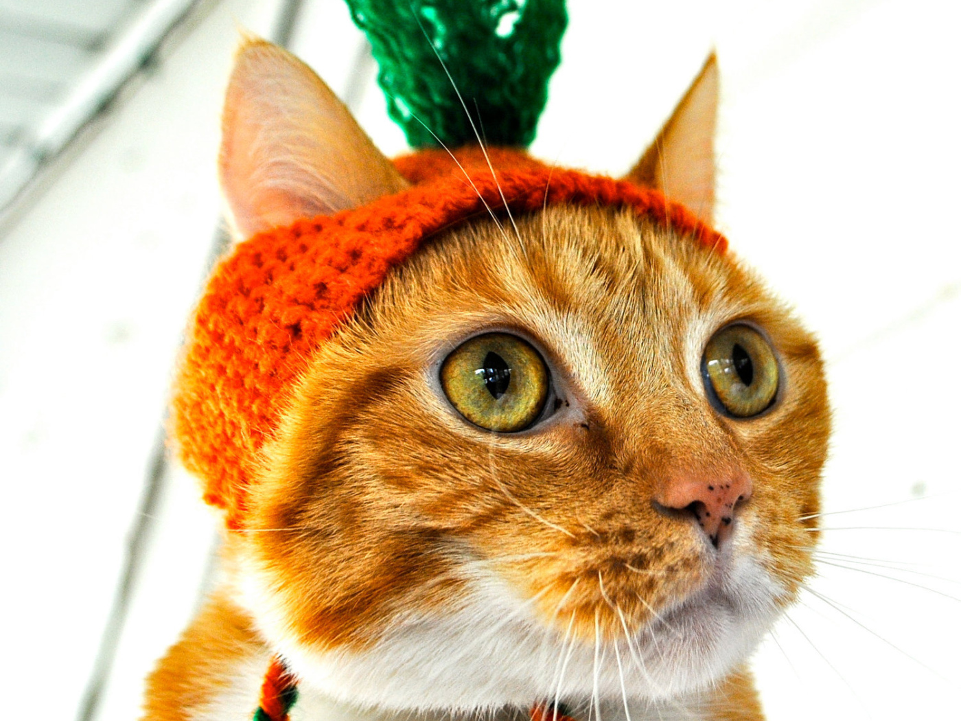Рыжий кот в шапочке Морковка