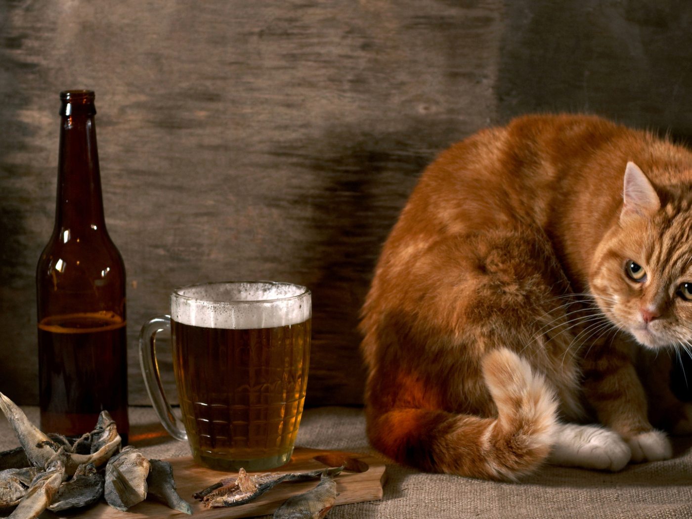 Рыжий кот с пивом и рыбой