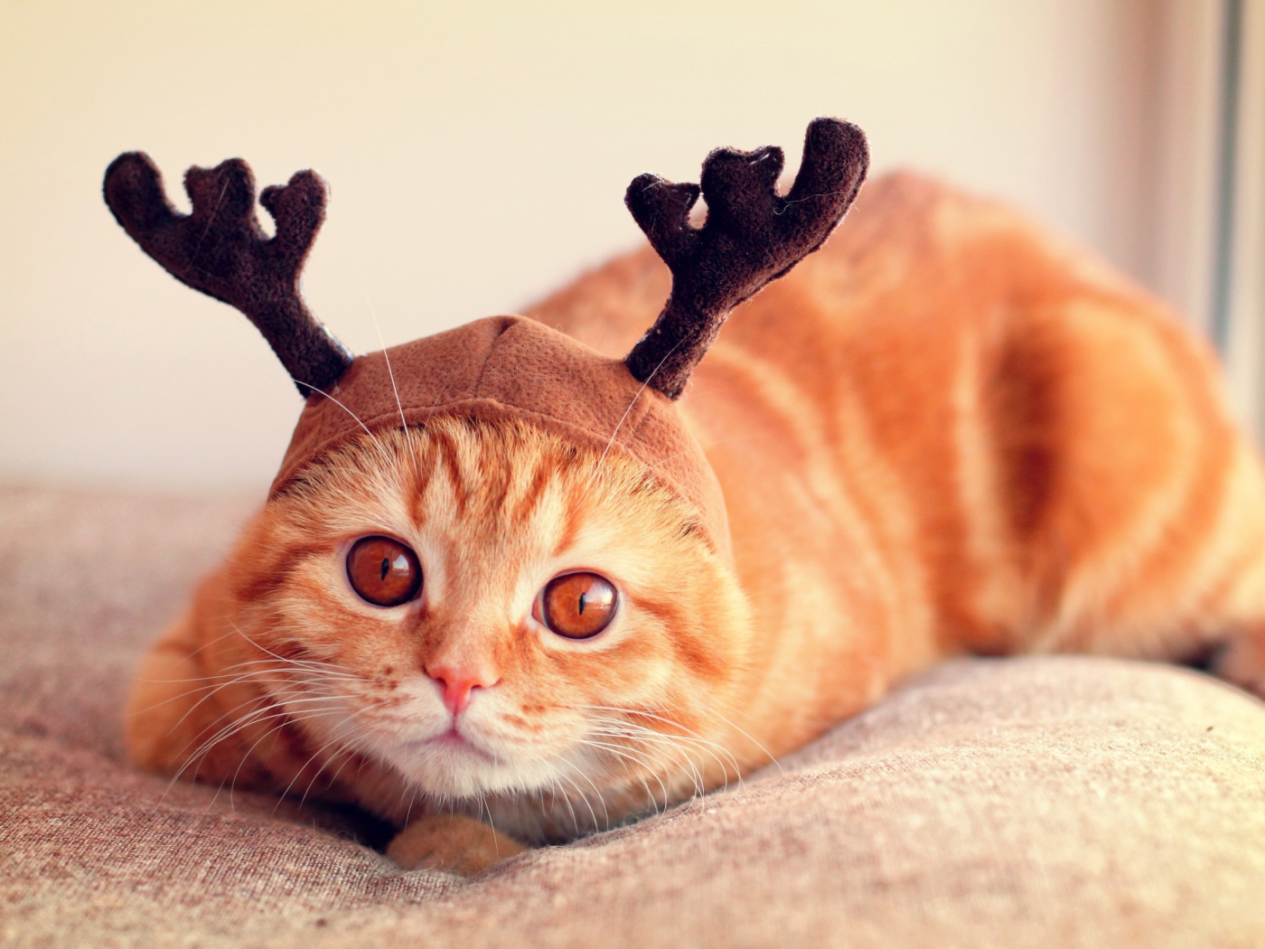 Рыжий кот с рогами