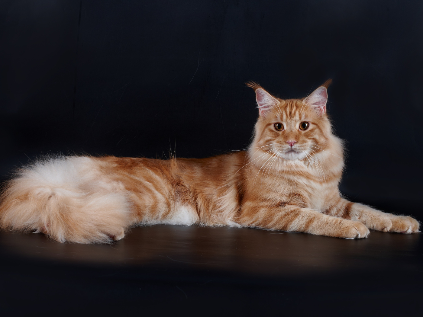 Рыжий симпатичный кот мейн-кун позирует