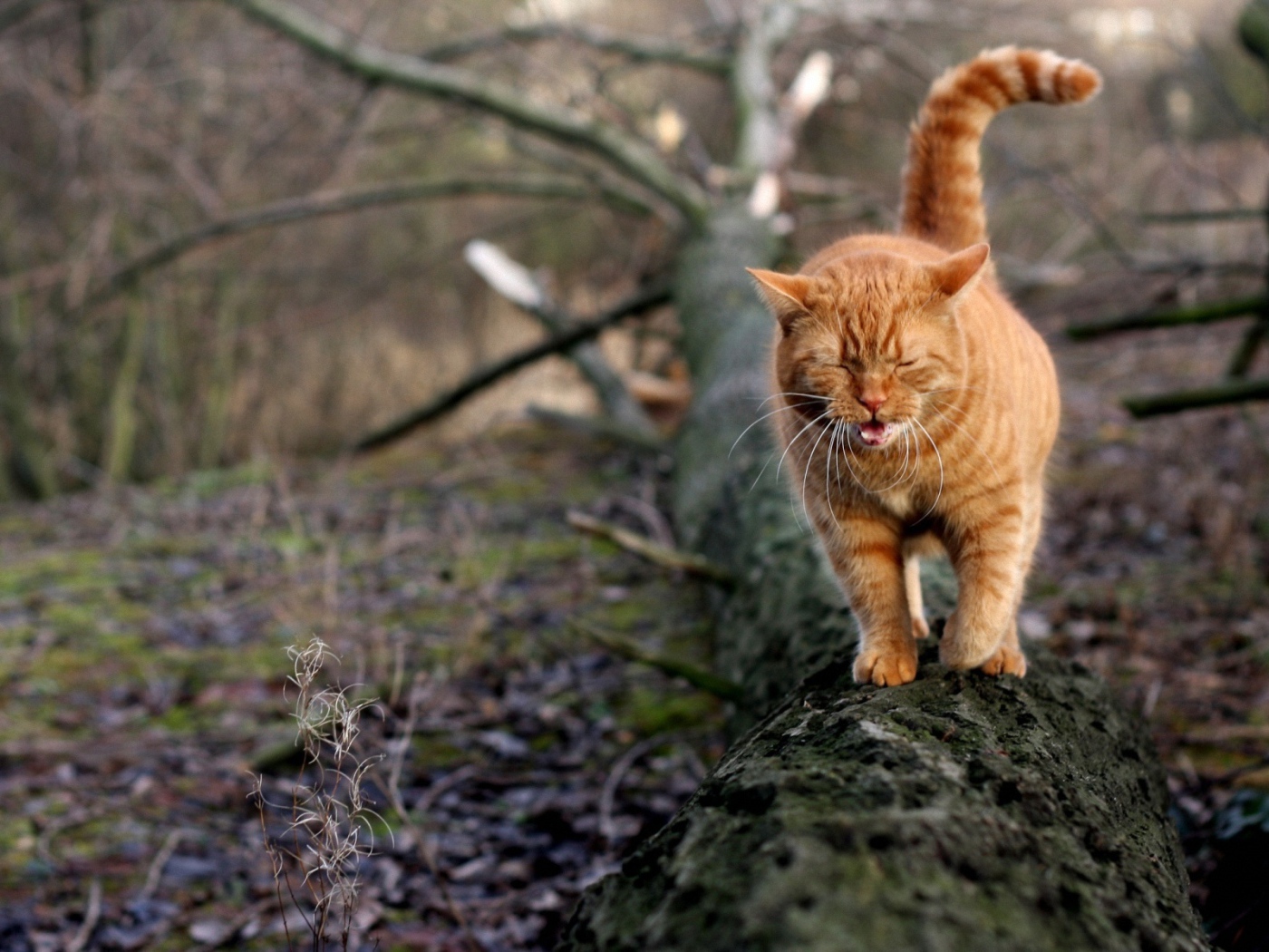 Грустный рыжий кот идёт по дереву